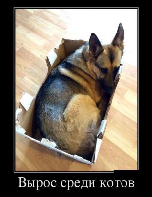 Прикрепленное изображение: 8315786.jpg